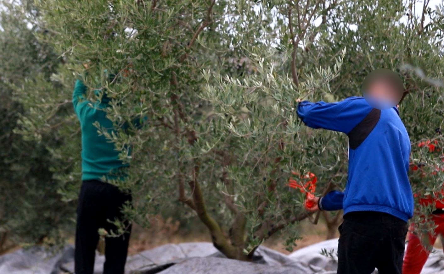 Ra nga pema teksa po mblidhte ullinj, humb jetën 43-vjeçari në Berat