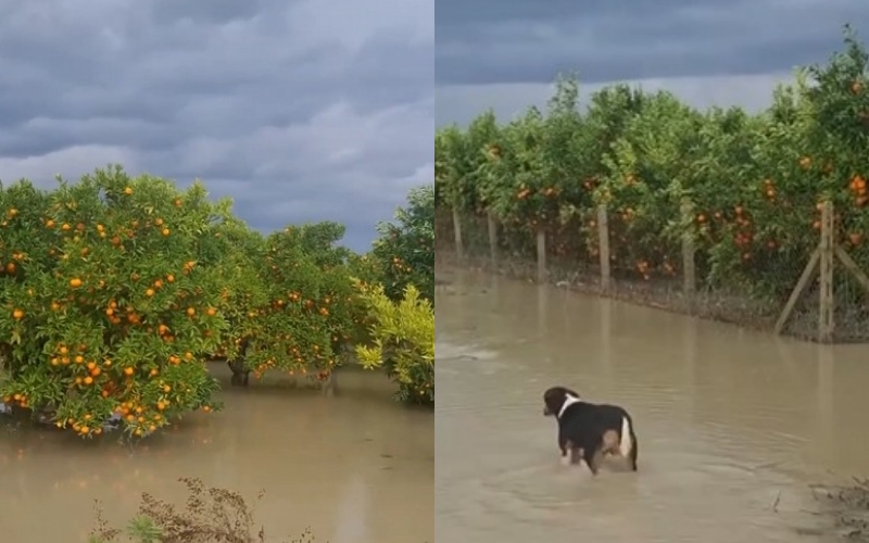 Dëmtohet mandarina e famshme e Hingës  banorët lihen në harresë