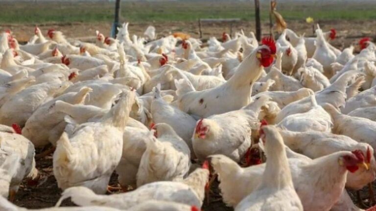 Hiqet ndalesa e importit të kafshëve të gjalla dhe shpezëve nga Shqipëria