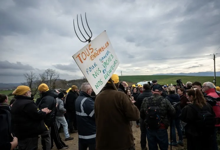 Franca në flakë  Fermerët në protesta masive kundër ekzekutimit masiv të gjedhëve