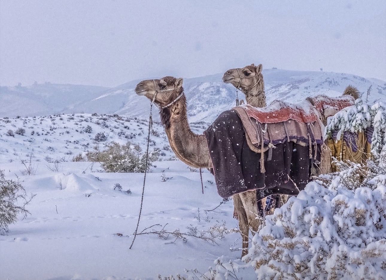 Kur shkretëtira zbardhet: Bora sjell një dimër magjik në Arabinë Saudite
