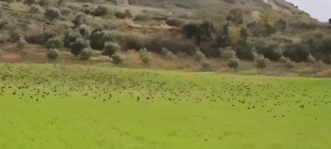 Shtegtimi magjepsës i zogjve përgjatë Lumit të Vlorës, spektakël për udhëtarët