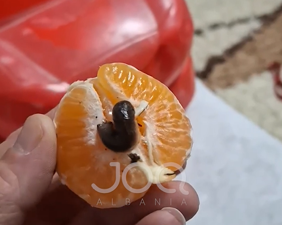Hapi mandarinën për ta ngrënë, qytetari gjen kërmillin brenda saj