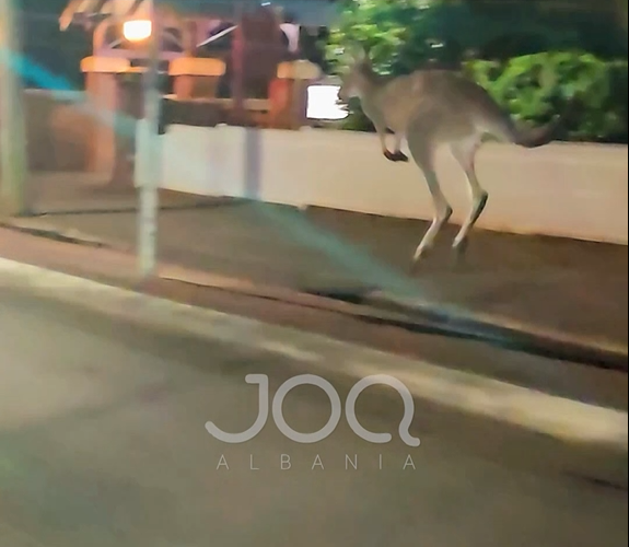 Kanguri  sfidon  shqiptarin me makinë në Australi