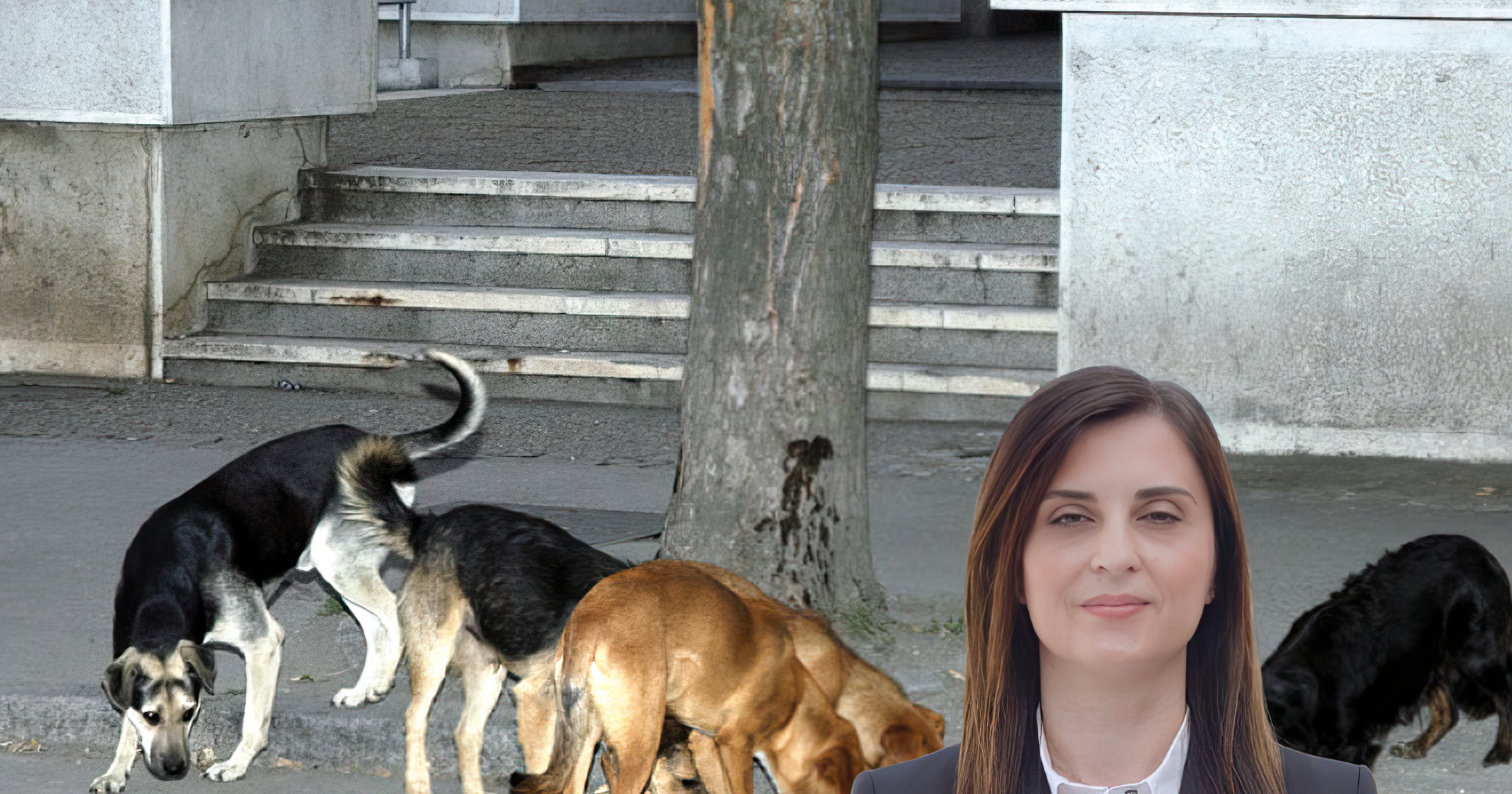 Qentë endacakë sulmojnë 8-vjeçarin në Durrës