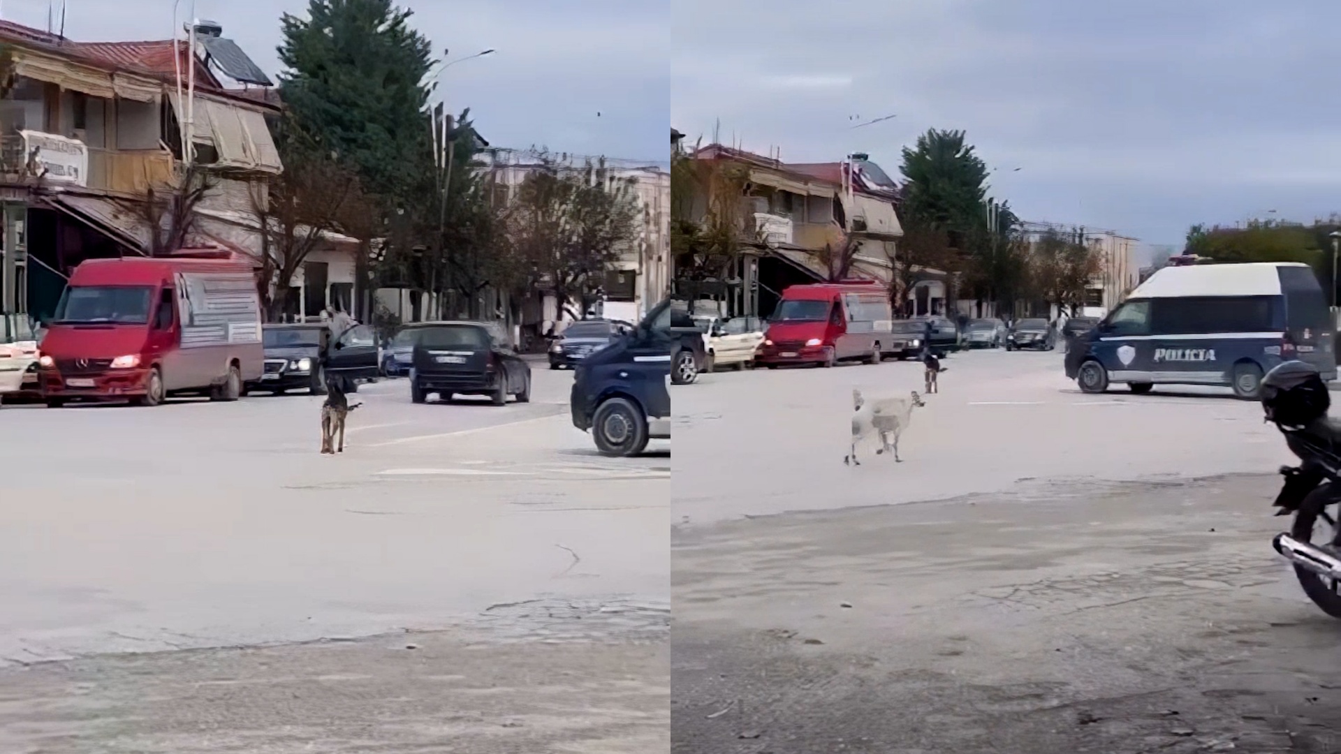 Qentë e rrugës  pushtojnë  Urën Vajgurore