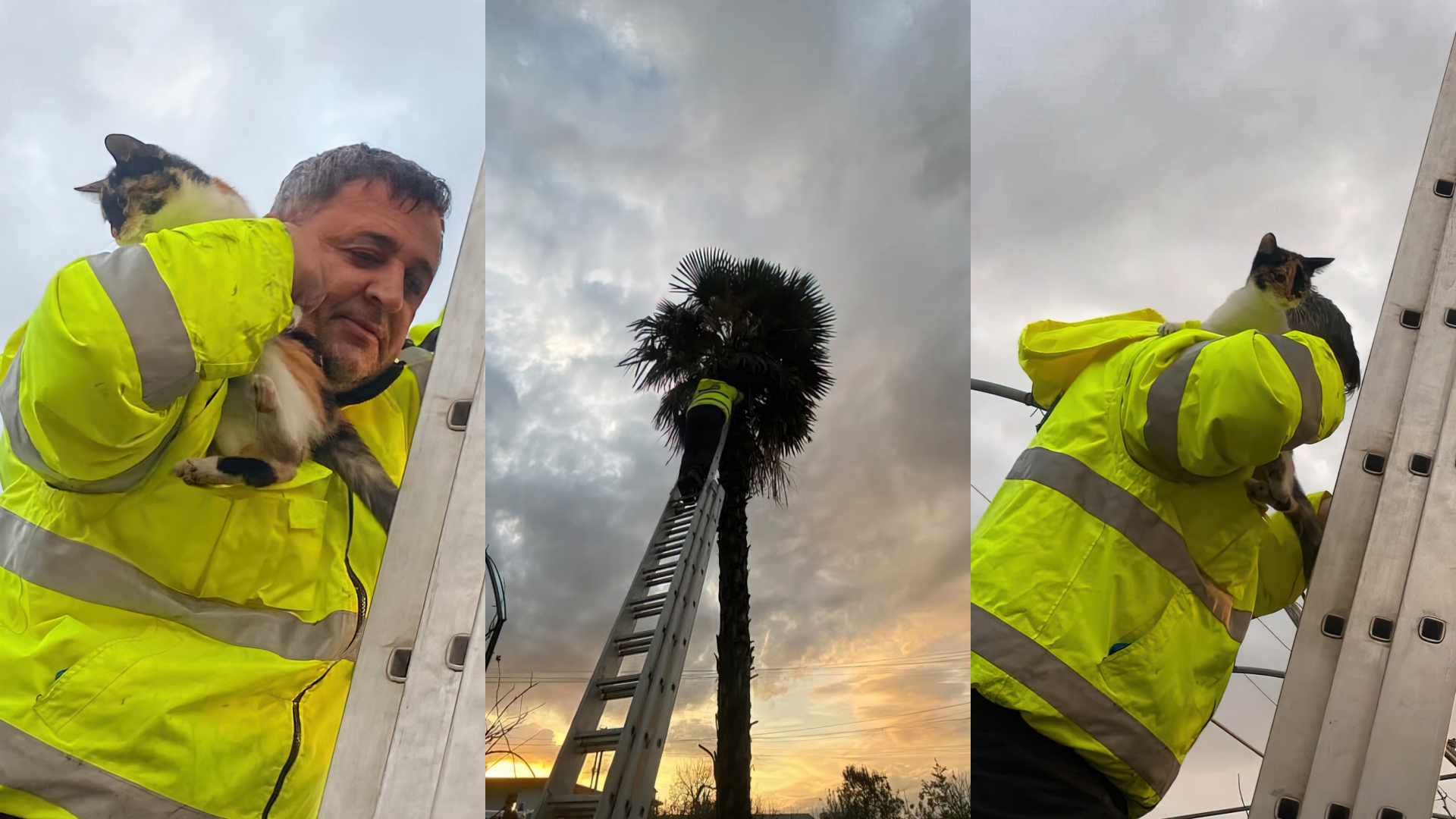 Zjarrfikësi hero shpëton macen e ngecur mbi pemë