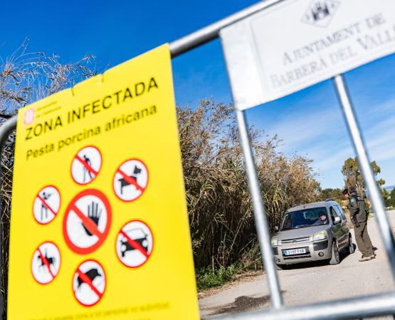 Ethet afrikane te derrat në Spanjë  Dyshime se doli nga një laborator kërkimor