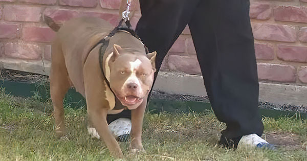 Greqi  Pitbulli sulmon për vdekje fëmijën 18 muajsh të shqiptarit