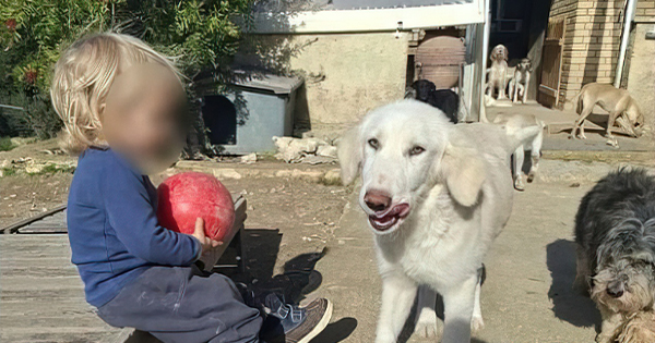 2 vjeçari shqiptar u vra nga pitbulli  nëna  Leo i donte shumë kafshët  gjithçka ndodhi në 30 sekonda