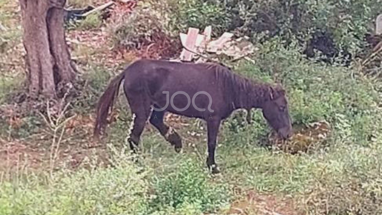 Kali me këmbë të këputur endet rrugëve prej vitesh në Dhërmi, institucionet nuk reagojnë