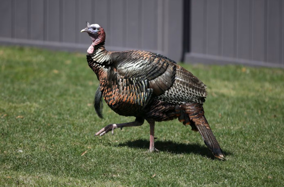 10-12-mije-leke-kilogrami-edhe-kete-vit-gjeli-i-detit-mbetet-luks-per-shume-shqiptare