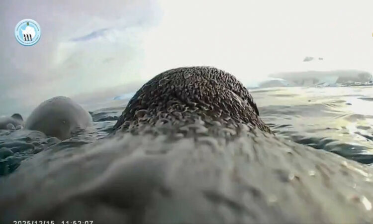 Pinguini  kameraman  tregon sekretet e jetës nën ujë në Antarktidë 