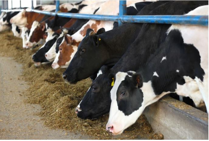 AUV heq kufizimet e importit nga Maqedonia e Veriut pas eliminimit të sëmundjes “Gjuha e Kaltër”