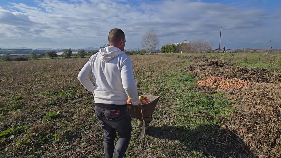 Përmbytjet dhe ngricat shkatërrojnë prodhimet e fermerëve në Myzeqe