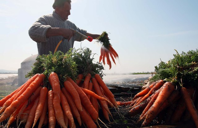 Bujqësia në krizë  Fermerët pa mbështetje reale  prodhimi në rënie