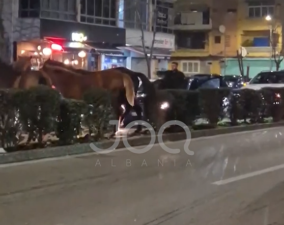 Skenë e pazakontë  Kuajt bllokojnë trafikun në mes të Shkodrës