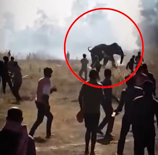 Indi  Elefant i egër bën  kërdinë   vret 22 persona në 10 ditë