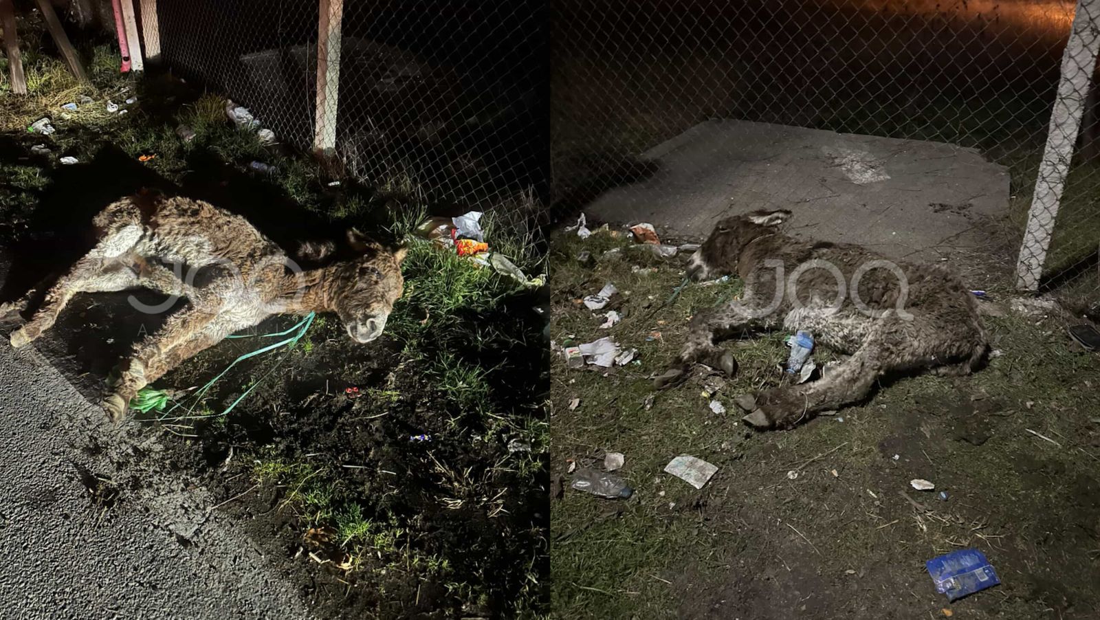 Gomari i aksidentuar prej 3 ditësh ende i gjallë  askush s ndërhyn për ta shpëtuar