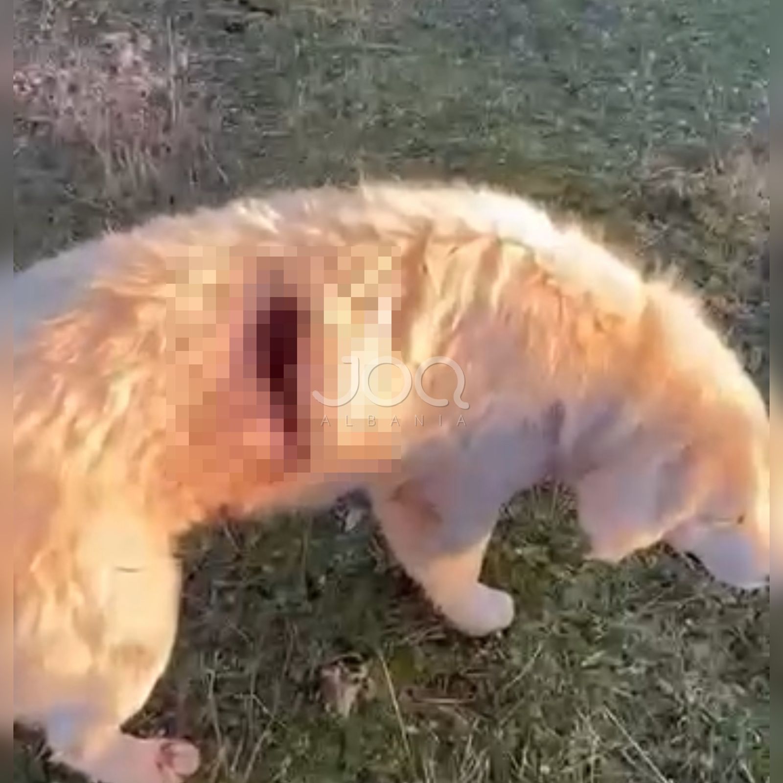 Qeni masakrohet për vdekje me sëpatë, policia lë të lirë agresorin