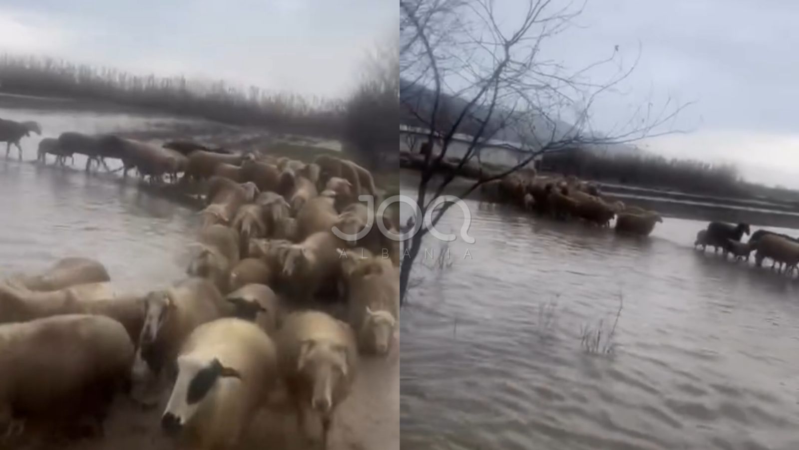 c-faj-ka-bagetia-qe-na-le-te-permbytemi-qeveria