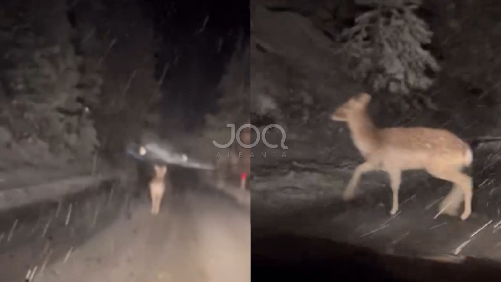 Pamje të rralla në Llogara  Sorkadhja vrapon mes borës pranë rrugës