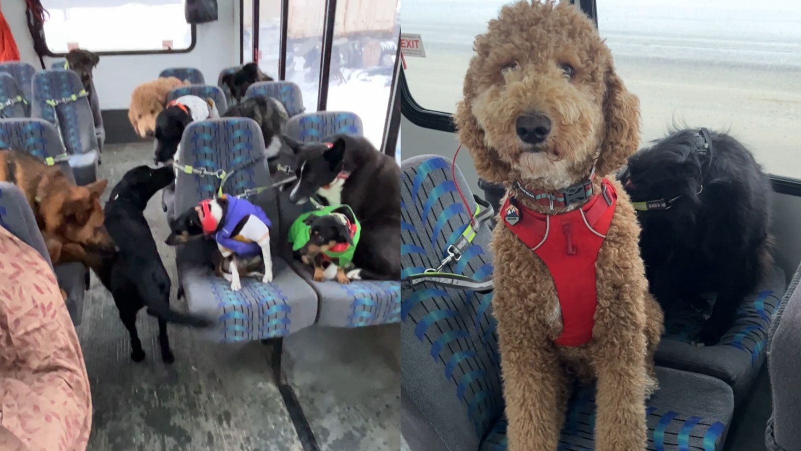 Në Alaskë  autobusi merr çdo ditë qentë për aventura në natyrë