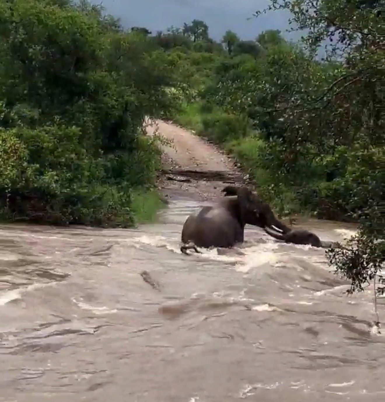 Nëna elefante sfidon përmbytjet për të shpëtuar të voglin e saj