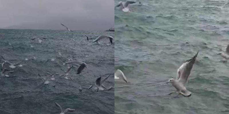 Pulëbardhat dhurojnë një aurë magjike mbi detin e Sarandës