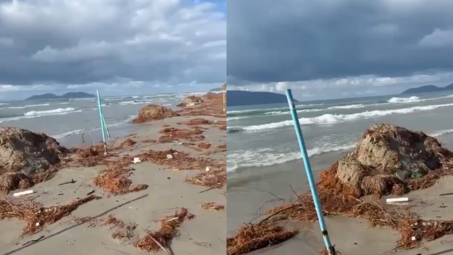 Leshterikët kanë pushtuar bregun e Plazhit të Vjetër  e ka parë kush Brunën 