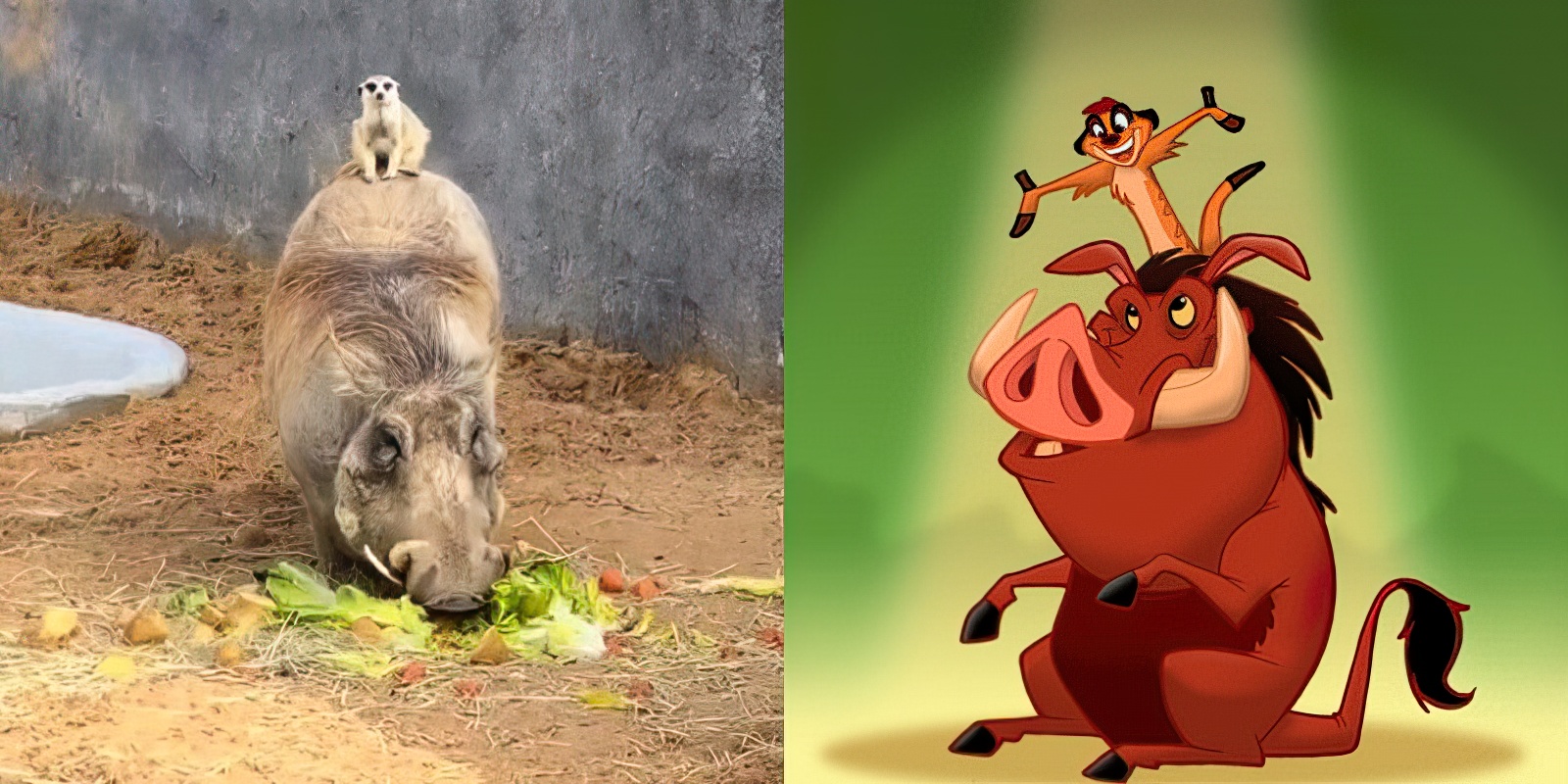 Hakuna Matata  Timon dhe Pumba shokë dhe në realitet