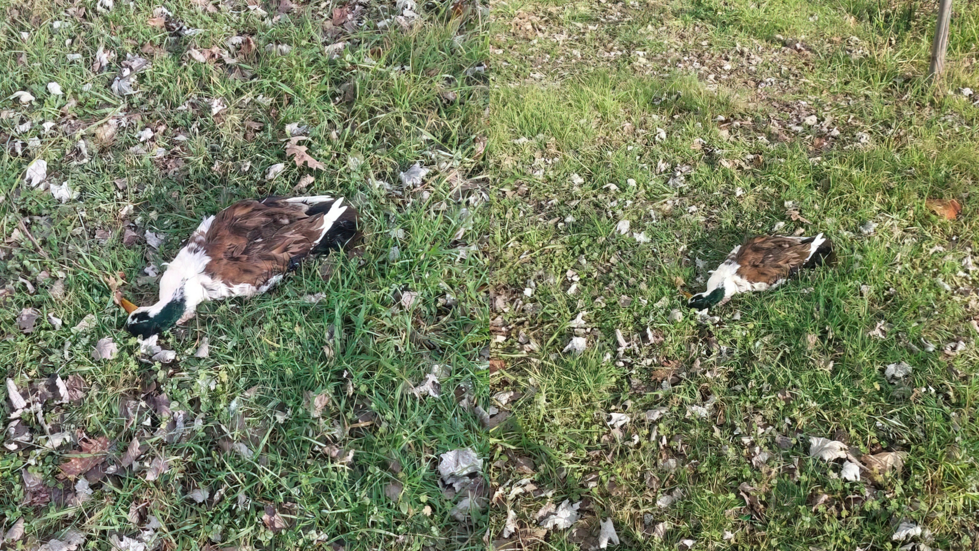 Të shtëna me çifte te Liqeni i Tiranës  Gjueti rosash në mes të ditës