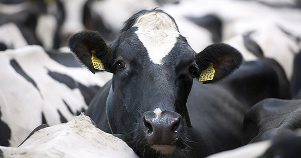 Qumësht me aflatoksinë në treg  fermerët fajësohen ndërsa misri i kontaminuar hyn lirshëm