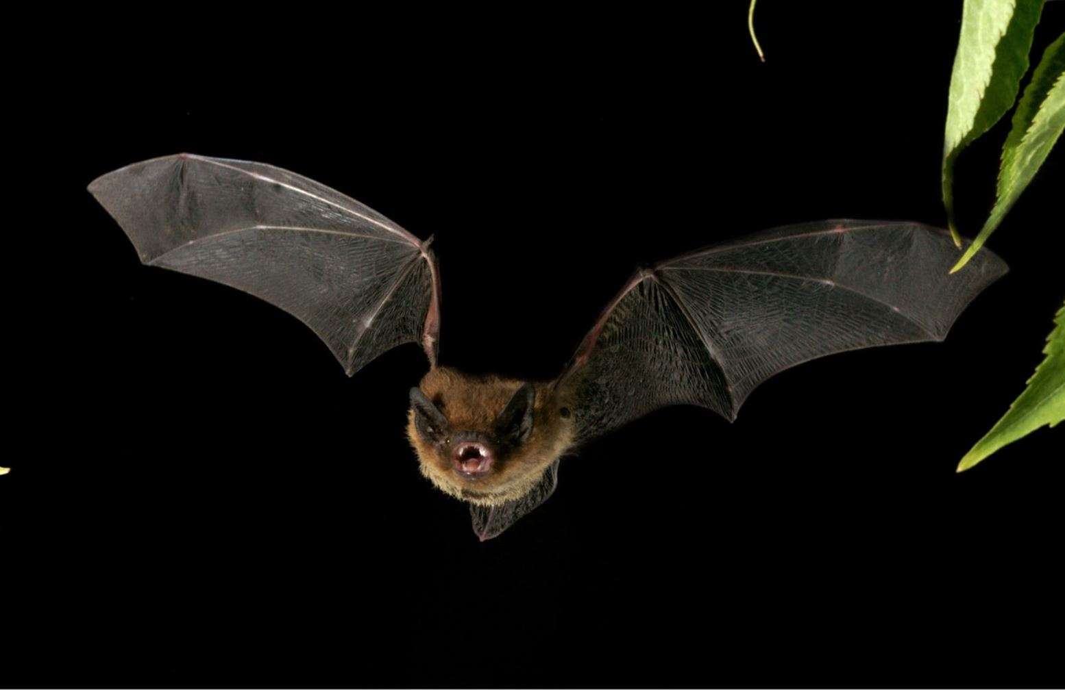 Shpërthen virusi vdekjeprurës i transmetuar nga lakuriqët e natës  rrezik për pandemi