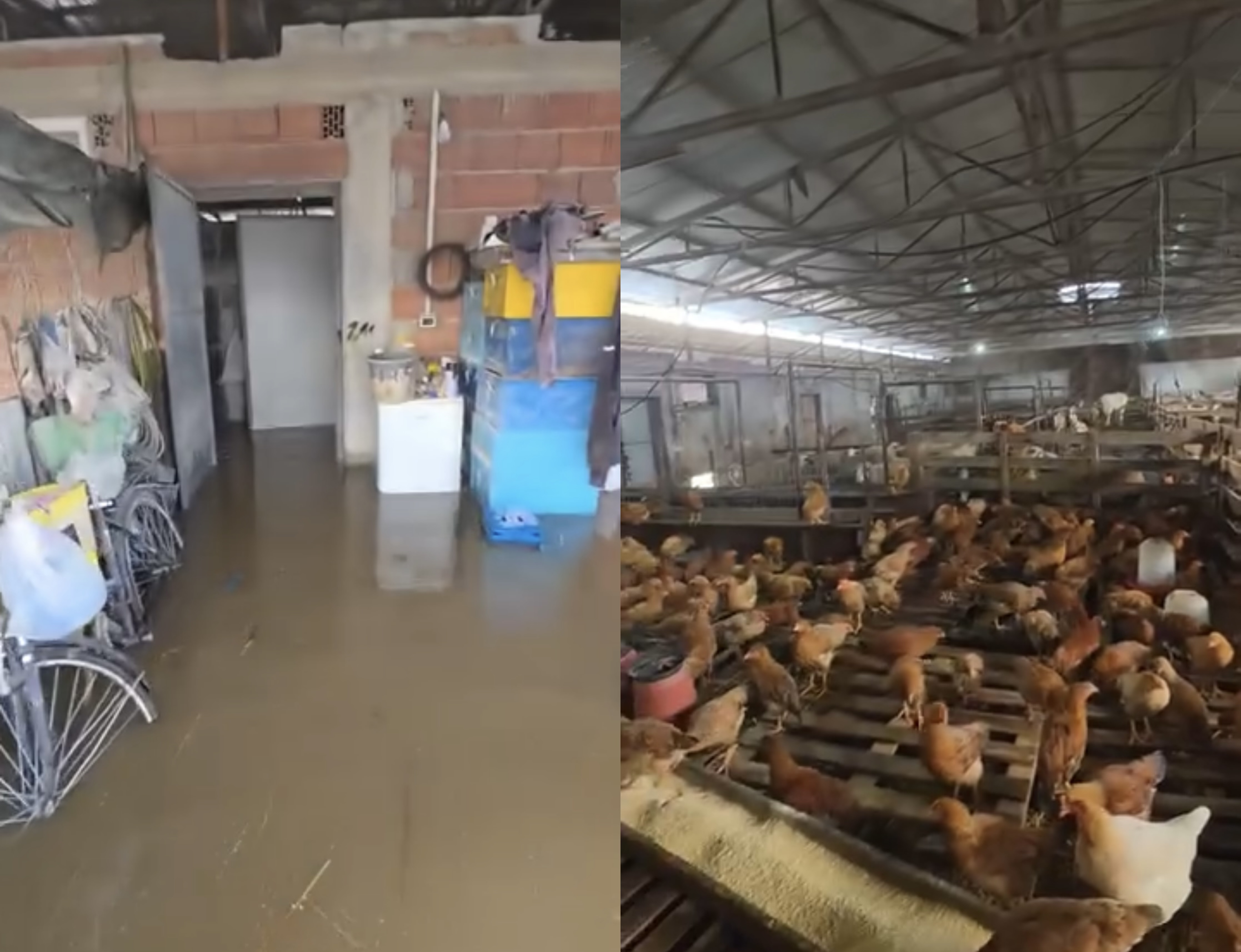 Përmbytjet shkatërrojnë fermën në Thumanë, dhjetëra kafshë dhe shpendë të ngordhura