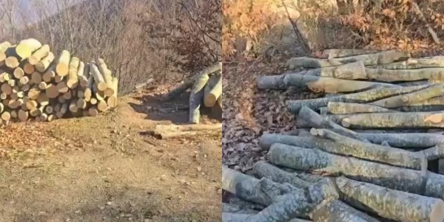 Masakër mjedisore në Lurë, prerje e paligjshme e pemëve të ahut dhe fidaneve