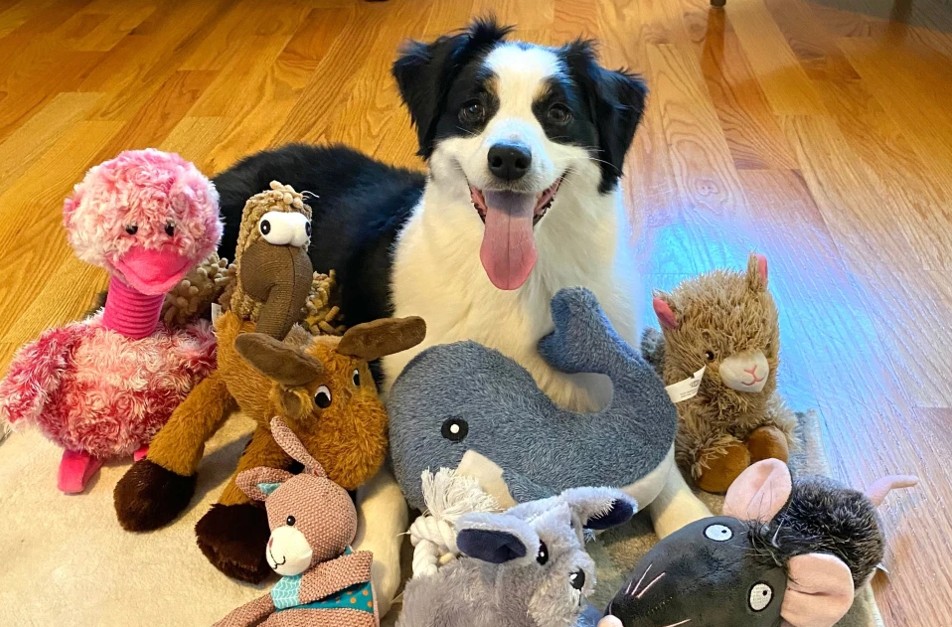 Qentë shtëpiakë zgjerojnë fjalorin duke përgjuar pronarët e tyre