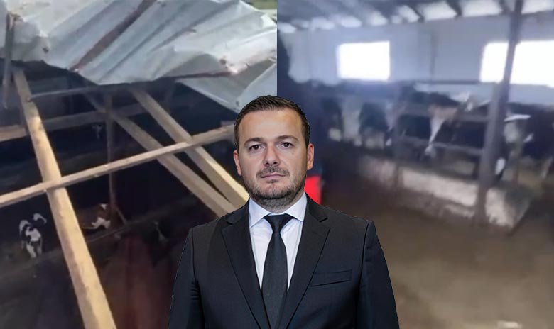 Fermeri në Sukth: 40 lopë nën ujë pa ushqim, zero ndihmë nga shteti