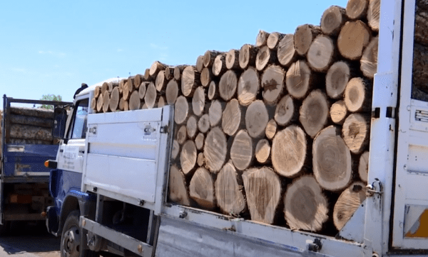 Gjilan: Kapet një burrë duke transportuar ilegalisht drunj