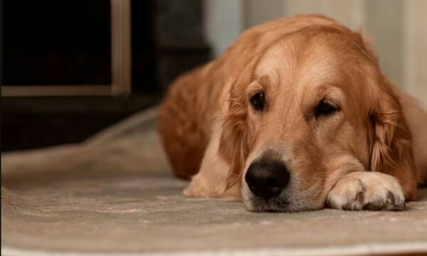 AUV: Pronarët e qenve ta respektojnë ligjin dhe t’u vendosin mikroçipa kafshëve të tyre shtëpiake