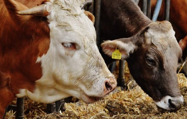 AUV-i ndalon importin e kafshëve të gjalla nga ky rajon i Rumanisë