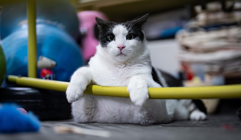 Macja buçko nis dietën dhe pilates  Po ti kur 