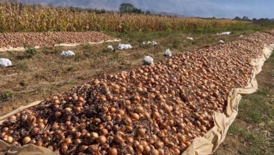 Prodhimi po kalbet në magazina  fermerët e Maliqit mbeten pa treg