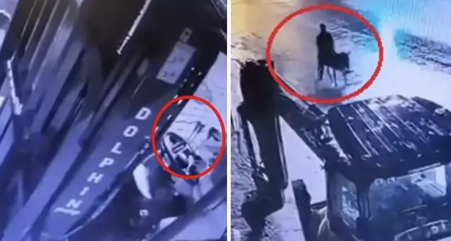 I riu thyen argjendarinë me pirun  vjedh 150 gr flori dhe arratiset me një gomar