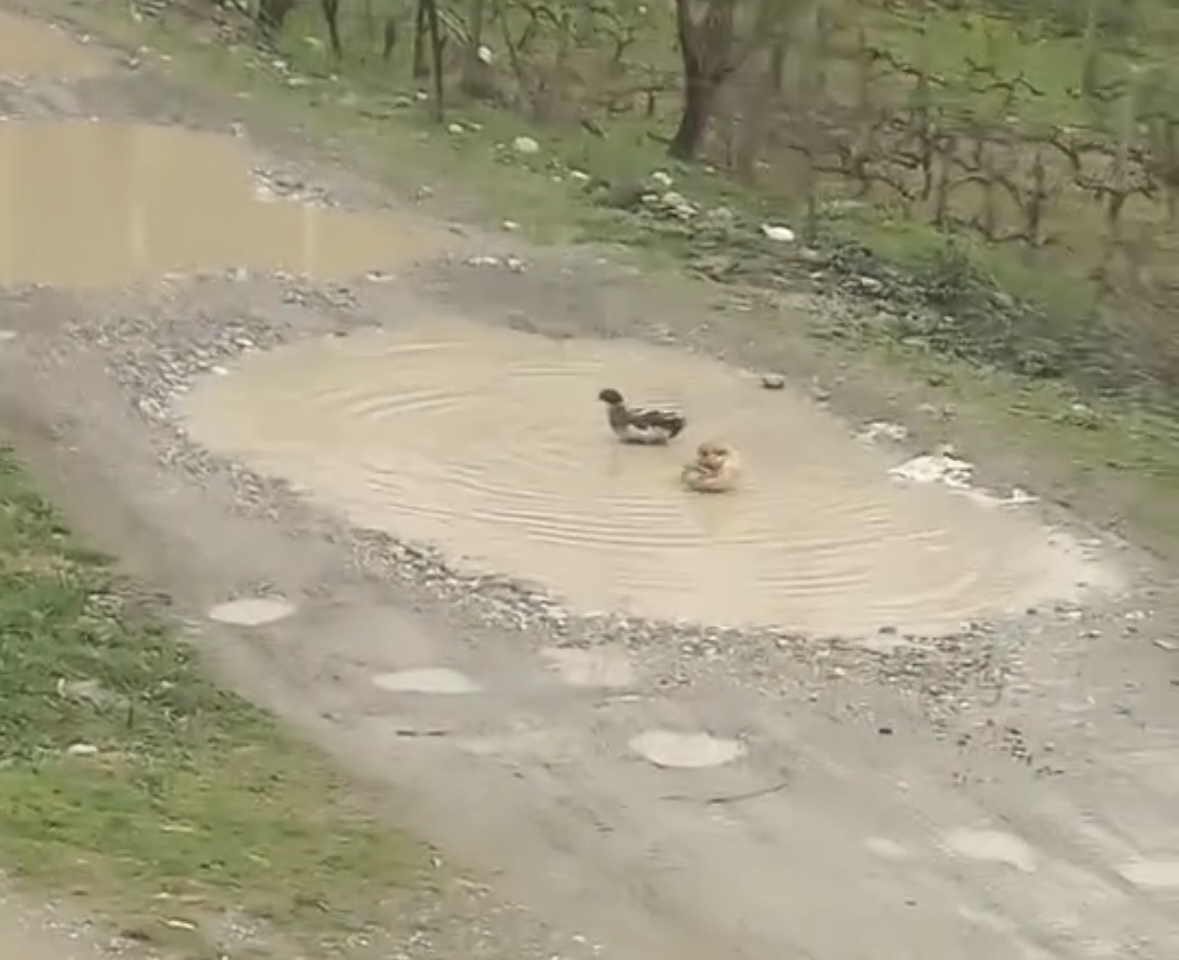 Bashkia Gramsh mendon për gjithçka  Pellgjet me ujë të rrugës atraksion për rosat