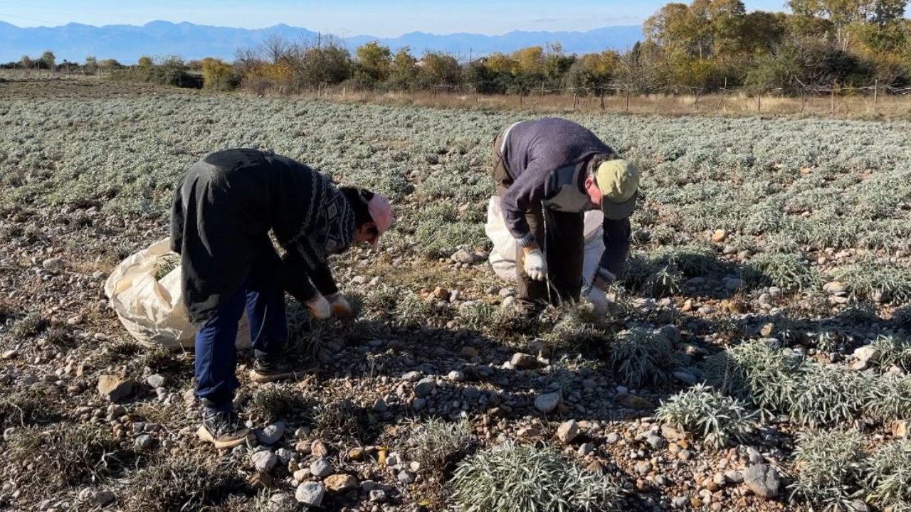 Rriten eksportet  bien fitimet  Euro dhe dollar i dobët dëmtojnë sektorin e bimëve medicinale
