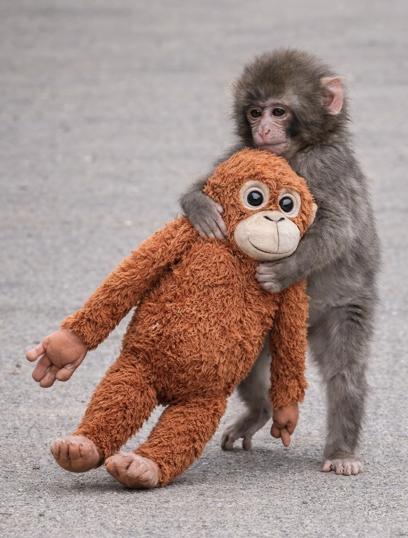 Fotot e majmunit  Punch  bëjnë xhiron e botës 