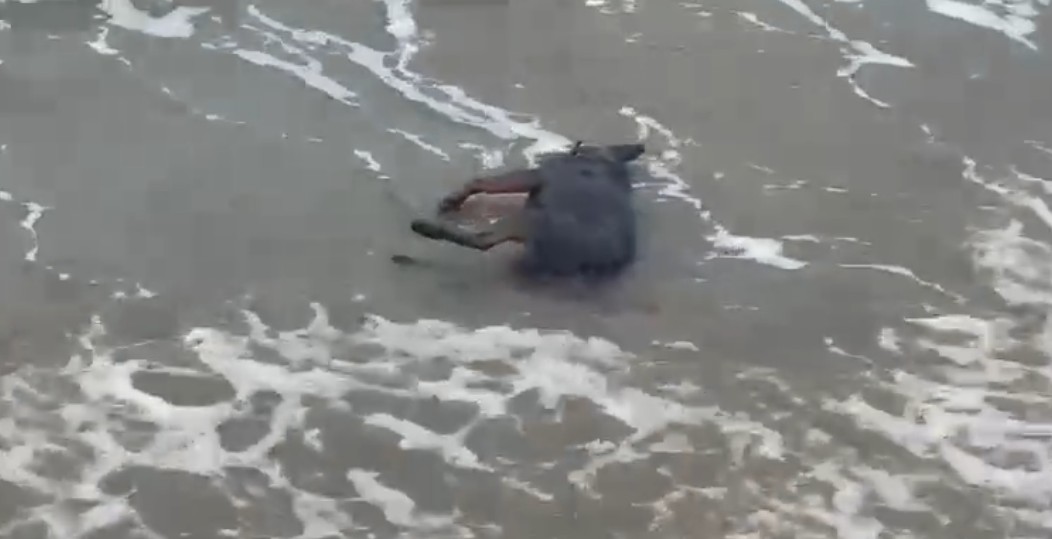 Kush po i vret dhe hedh në det qentë në qarkun e Vlorës 