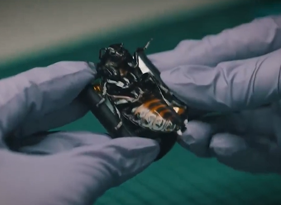 Gjermania prezanton  insektet bionike  për përdorim ushtarak  Teknologjia që bashkon organizmat e gjallë me AI