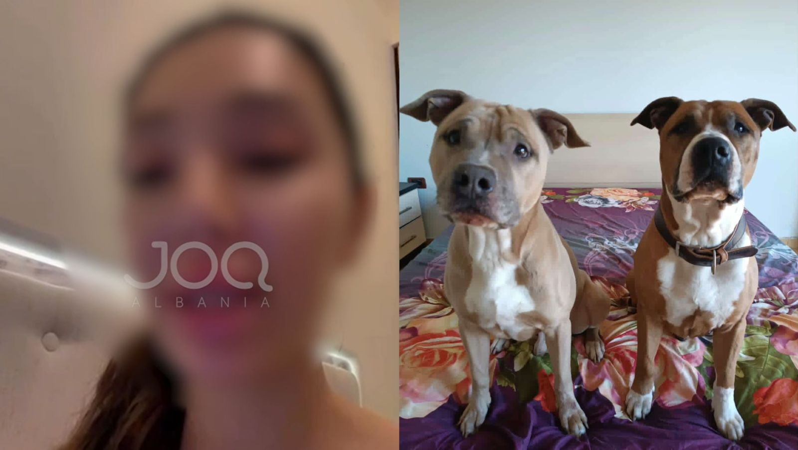 Pagova 9 200€  Gentian Sejdini dhe Rozalina Sabli më mashtruan dhe nuk më japin qentë